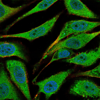 PELO Antibody