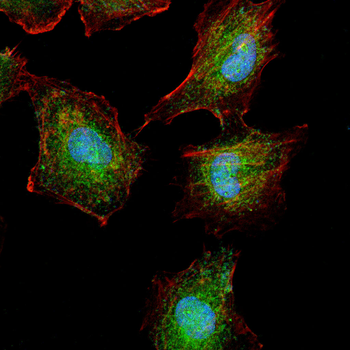 PELO Antibody
