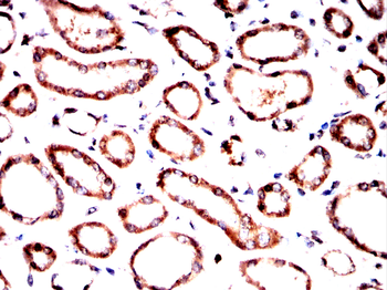 PELO Antibody