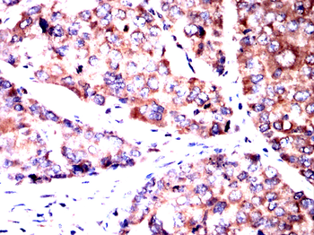 PELO Antibody