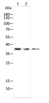 PELO Antibody
