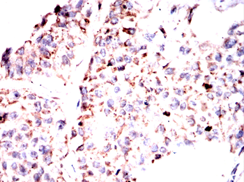MDM2 Antibody