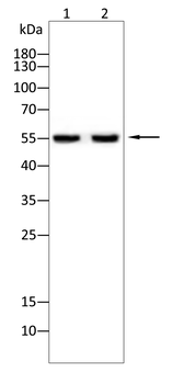 MDM2 Antibody