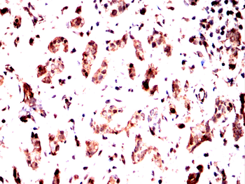 MDM2 Antibody