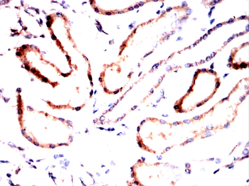 MDM2 Antibody