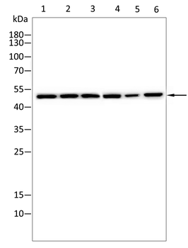 CALR Antibody