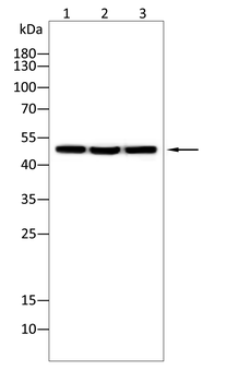 CALR Antibody