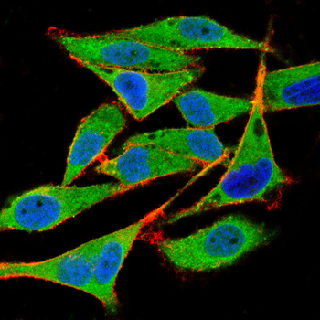 ADGRE1 Antibody