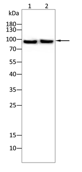ADGRE1 Antibody