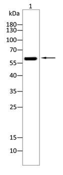 TH Antibody