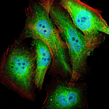 MPO Antibody