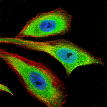MPO Antibody