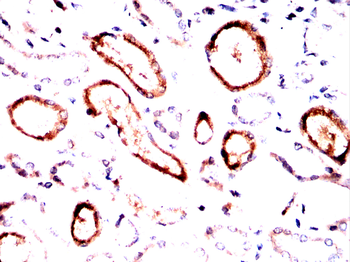 MPO Antibody