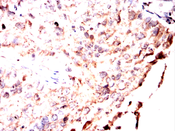 MPO Antibody