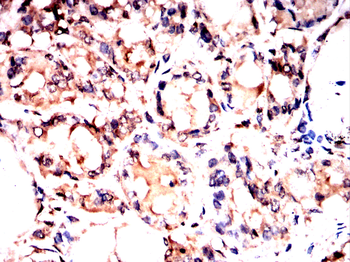MPO Antibody