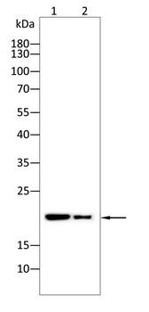 VTI1B Antibody