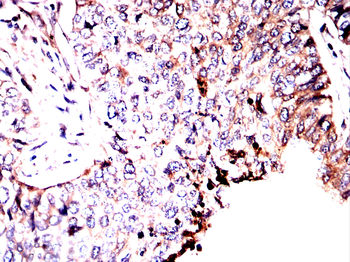ANXA2 Antibody