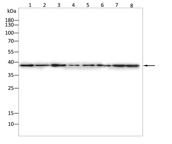 ANXA2 Antibody