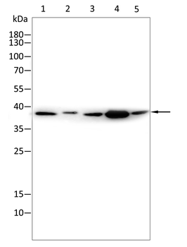 ANXA2 Antibody