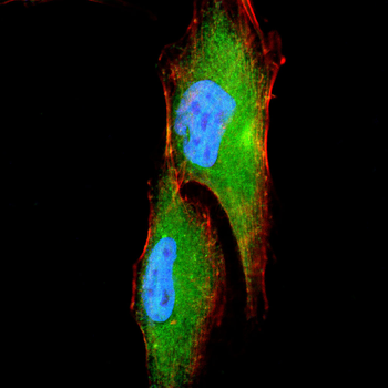ANXA2 Antibody