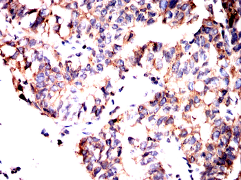 ANXA2 Antibody