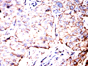 ANXA2 Antibody