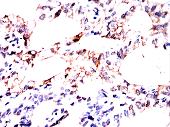 AQP3 Antibody