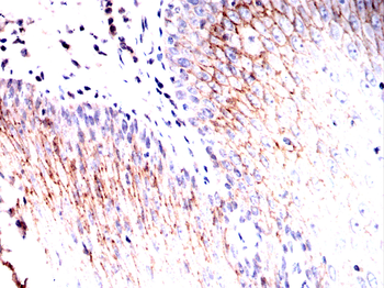 AQP3 Antibody