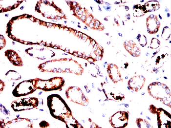 AQP3 Antibody