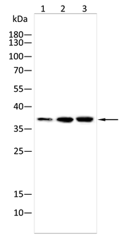 AQP3 Antibody