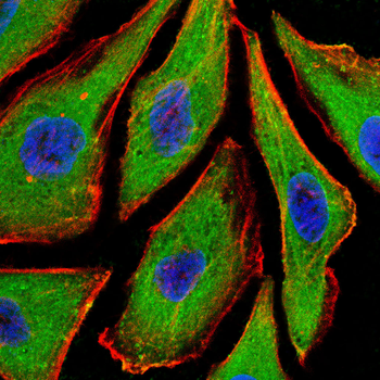 AQP3 Antibody