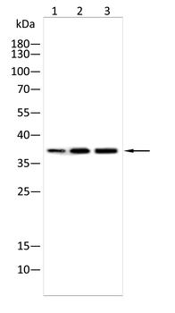 AQP3 Antibody