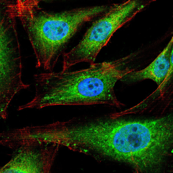 SYNPO Antibody