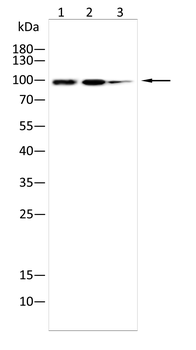 SYNPO Antibody