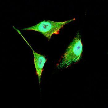 SYNPO Antibody
