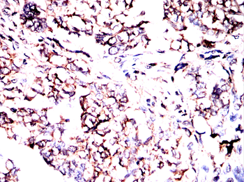 SYNPO Antibody