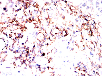 SYNPO Antibody