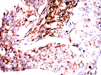 SYNPO Antibody