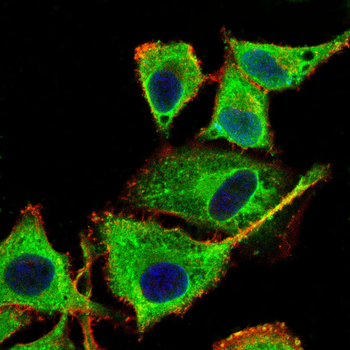 NPHS1 Antibody