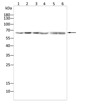 LMNB1 Antibody
