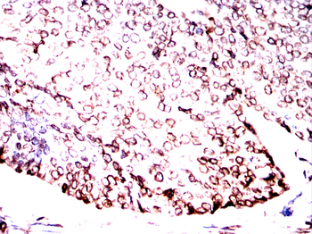 LMNB1 Antibody
