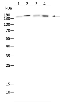 PLCG1 Antibody