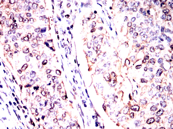 PLCG1 Antibody