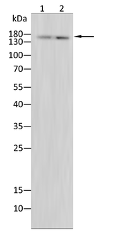 PLCG1 Antibody