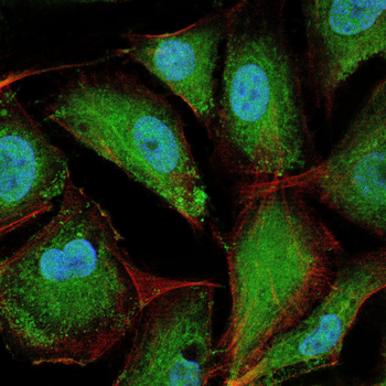 EGLN2 Antibody