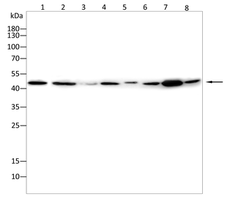 EGLN2 Antibody