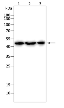 EGLN2 Antibody