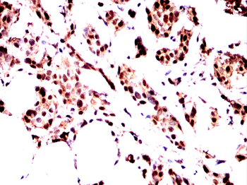 EGLN2 Antibody