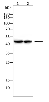 EGLN2 Antibody