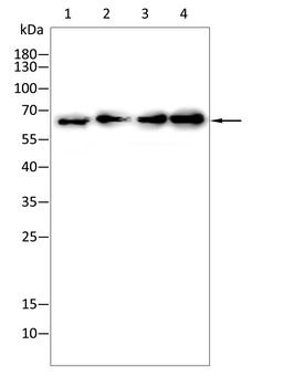 MMP14 Antibody